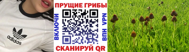 Псилоцибиновые грибы GOLDEN TEACHER  MEGA как войти  Козьмодемьянск 